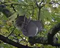 Grey squirrel, Sciurus carolinensis, with sycamore fruits