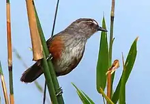 Montecincla meridionalis from the Kalakkad Mundanthurai Tiger Reserve