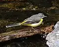 Grey wagtail