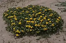 Grindelia hirsutula patch in Marin County