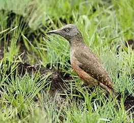 Foraging in grassland