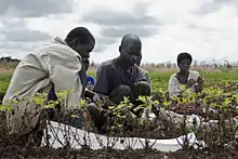 Harvesting groundnuts at an agricultural research station in Malawi