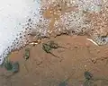 Tadpoles