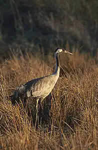 Common crane