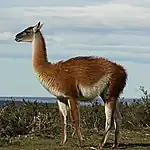 A guanaco in northern Chile