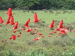 Scarlet Ibises