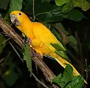 Golden Parrot