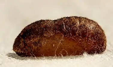 Pupa