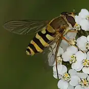 Syrphus