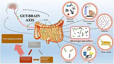 Gut-brain_axis_overview