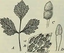 A-C, Gymnoconia interstitialis. A, Æcidia on leaf of Rubus canadensis; B, piece of leaf enlarged; C, teliospore