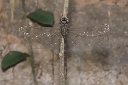 Gynacantha dravida male