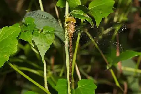 Gynacantha millardi male