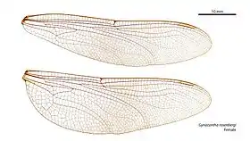 Female wings