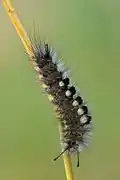 Caterpillar