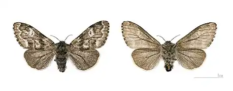 Female