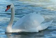 Mute swan