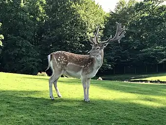 Roe deer stag