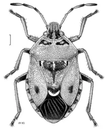 Cermatulus nasalis hudsoni