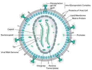 diagram of microscopic viron structure