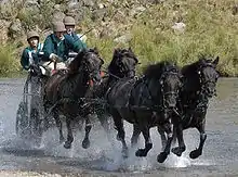 The Duke of Edinburgh driving an Edinburgh Green carriage