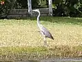 A Great Blue Heron near the west bank of the Halifax River.