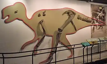 A display at the Academy of Natural Sciences of casts of the 35 bones dug up at the site