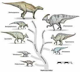 Image 3HadrosauroideaImage credit: DebivortRepresentative dinosaurs of the Hadrosauroidea superfamily. The family Hadrosauridae contains the dinosaurs commonly known as "duck-billed" dinosaurs. They were ubiquitous herbivores during the Cretaceous period, and prey to theropoda such as Tyrannosaurus. The individual drawings represent typical genera. All these groups were alive in the late Cretaceous, and are generally known only from a single fossil site. Animals are shown to scale.More selected pictures