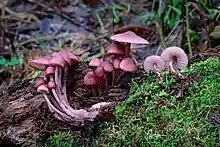 Two purplish-red mushrooms with bell-shaped caps; one mushroom is growing in rotting wood, the other has been pulled out and lies beside it.