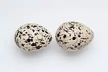 Image of Haematopus chathamensis eggs from the collection of Auckland Museum