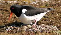 nesting, Dornoch (Scotland)