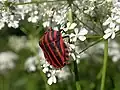 Graphosoma italicum