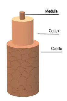 Diagram of the hair shaft, indicating medulla (innermost), cortex, and cuticle (exterior)