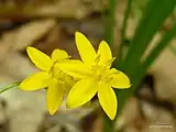 Hypoxis hirsuta