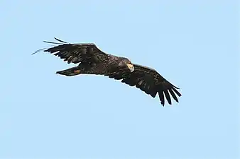 Juvenile bald eagle