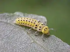 Larva