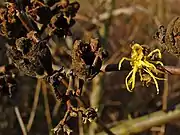 A lone flower in December, alongside empty seed pods from last year