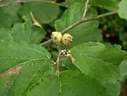 This-year's flower buds (below) and last-year's fruit (above) in August