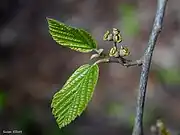 Fruits in May 2016. These are last-year's fruits, that is, the fruits of flowers that bloomed during the fall of 2015.