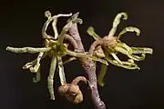 Flowers and flower buds in September