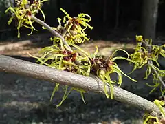 Hamamelis × intermedia 'Pallida'