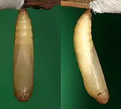 Chrysalis