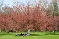 Hanami in Parc de Sceaux, Hauts-de-Seine