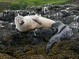 Image 5A common or harbour seal breast-feeding a pup on SkyeCredit: Nevit Dilmen