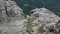 A Mountain goat near the top of Black Elk Peak.