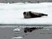 Black and gray seal