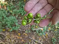 Unripe fruit