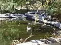 Duck pond by the Forest office, near the state park entrance.