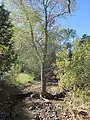 A cottonwood tree in Harshaw Creek