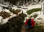 A farmer's wife, helping her husband to harvest Hikimi wasabi. Her husband digs up wasabi, and she prepares them for shipment.